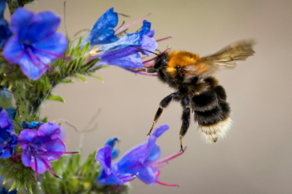 Les bourdons victimes du changement climatique.jpg