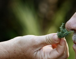 ces patients du Covid-19 privés des odeurs de la vie.jpg