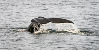 Alerte rouge pour les lémuriens, le grand hamster ou la baleine franche.jpg