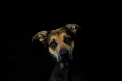 Les députés se penchent sur la maltraitance des animaux.jpg