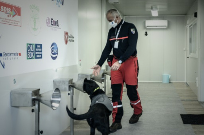 Des chiens formés pour traquer le Covid avec la sueur humaine.jpg