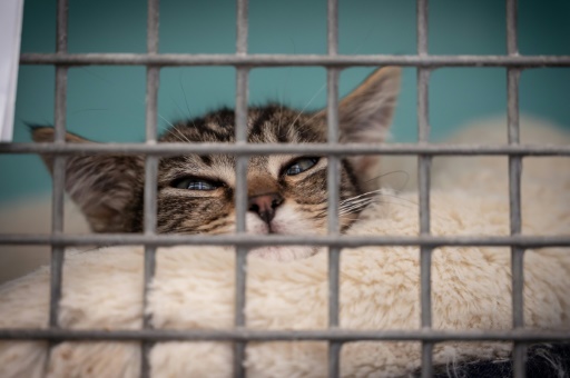 Des célébrités réclament la fin de la vente d'animaux, notamment en ligne