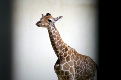Naissance d'un girafon au zoo de Beauval