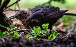 La chasse à la glu a du plomb dans l'aile.jpg