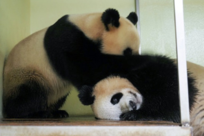 les pandas Huan Huan et Yuan Zi s'accouplent.jpg