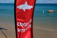 En Nouvelle-Calédonie, la psychose du requin s'installe.jpg