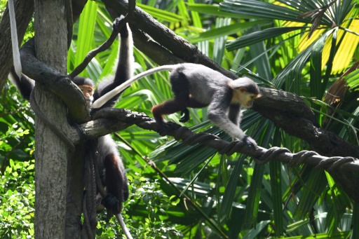 Five critically endangered monkeys shot dead in Vietnam