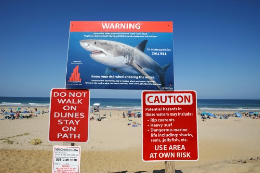 Les requins confondent bien les surfers avec leurs proies animales