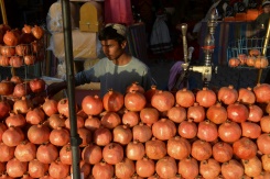 Afghan pomegranate pickers jobless as fruits rot at shuttered border