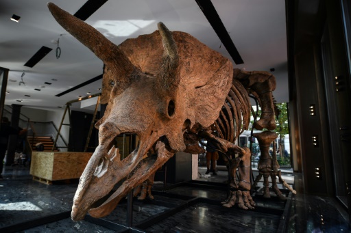 Curators squeezed out by high dino bones price tag