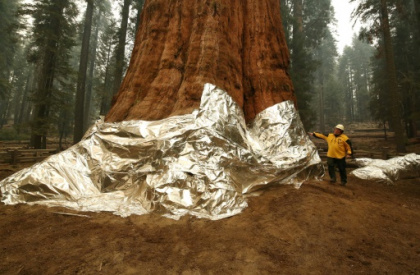 California fights fire with fire to protect giant sequoias.jpg California fights fire with fire to protect giant sequoias.jpg