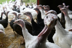 UK worker shortage threatens Christmas turkey supply.jpg