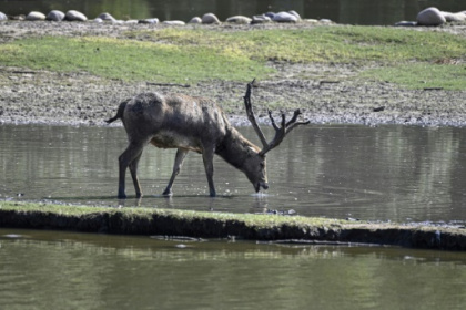 Asian deer's comeback marks rare China conservation success.jpg