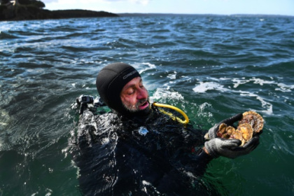 Menacée d'extinction, l'huître plate pourrait revenir dans les assiettes.jpg