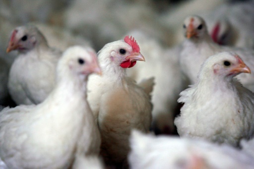 Grippe aviaire : niveau de risque "élevé" en France, les volailles confinées