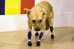 Back on all fours with titanium paws for Russia rescue dog