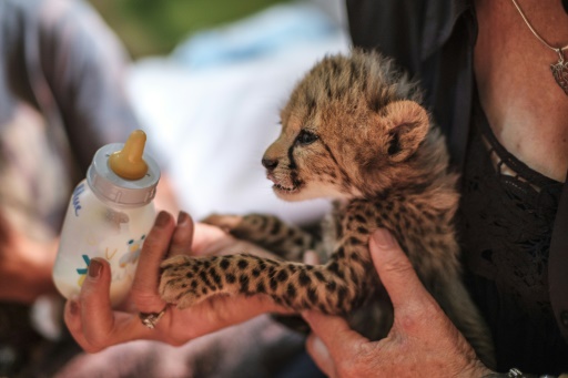 Cheetahs fast running to extinction as cub trade thrives