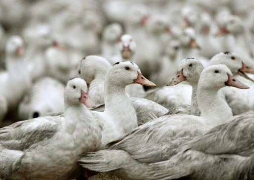 Plus de 150 élevages touchés par la grippe aviaire en France