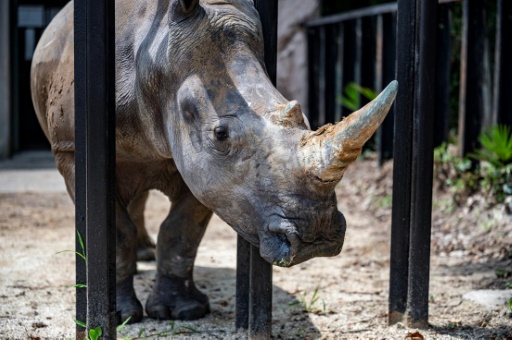 First rhino horn NFT sold at auction in South Africa