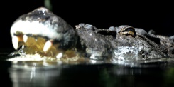 Australian man, 60, uses pocket knife to fight off crocodile