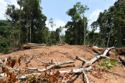 Damaged Amazon rainforest teetering on the brink oo.jpg Damaged Amazon rainforest teetering on the brink oo.jpg