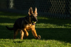 Biden introduces new first pup.jpg Biden introduces new first pup.jpg