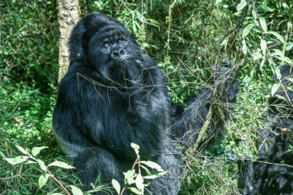 too many gorillas.jpg too many gorillas.jpg