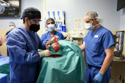 US surgeons successfully implant pig heart in human.jpg US surgeons successfully implant pig heart in human.jpg