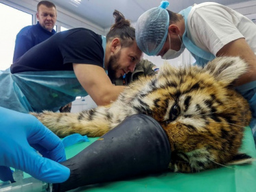 Russian baby tiger fights for life after frostbite, surgery.jpg Russian baby tiger fights for life after frostbite, surgery.jpg