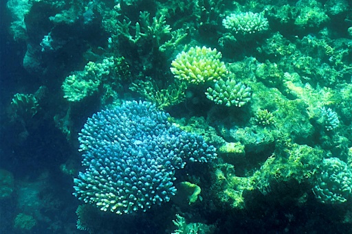 Grande barrière de corail : l'ONU étudie un classement "en péril"