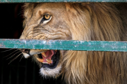 Once-starving lions roar back to life in Sudan sanctuary.jpg Once-starving lions roar back to life in Sudan sanctuary.jpg