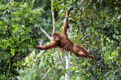 Saving nature Conserving 30% of the land, sea just the start.jpg