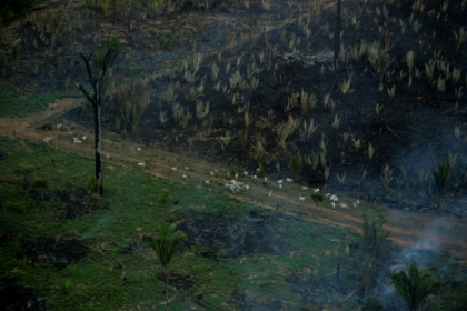 10 terrains de football de forêt tropicale primaire détruits chaque minute en 2021.jpg