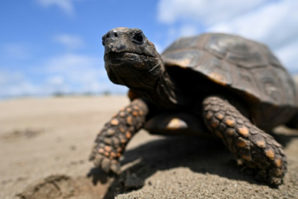 Over 21% of reptile species at risk of extinction.jpg Over 21% of reptile species at risk of extinction.jpg