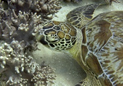 Summer heatwave bleaches 91% of Great Barrier Reef.jpg Summer heatwave bleaches 91% of Great Barrier Reef.jpg