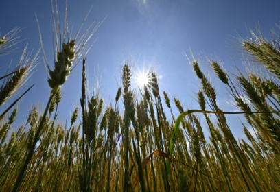 Cautious optimism at high-stakes WTO meet.jpg Cautious optimism at high-stakes WTO meet.jpg