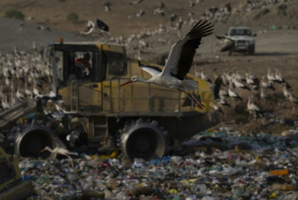 Storks give up migrating to live on landfill in Spain.jpg Storks give up migrating to live on landfill in Spain.jpg