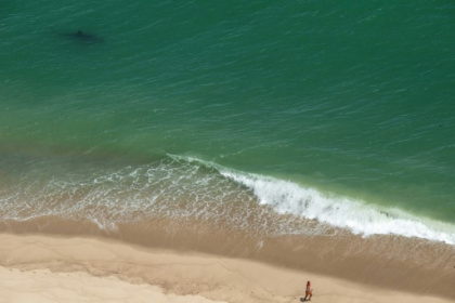 Why shark encounters are increasing along the US East Coast.jpg Why shark encounters are increasing along the US East Coast.jpg