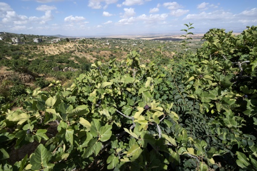 Tunisian 'hanging garden' farms cling on despite drought