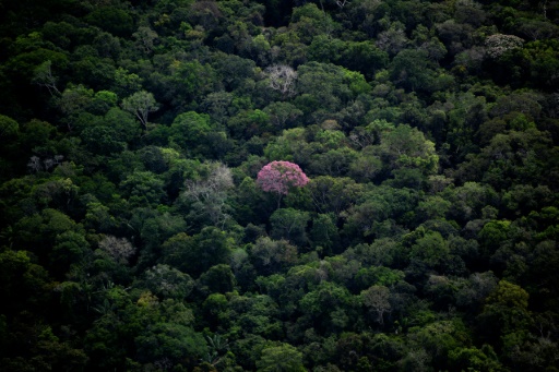 Last member of Brazilian indigenous community found dead