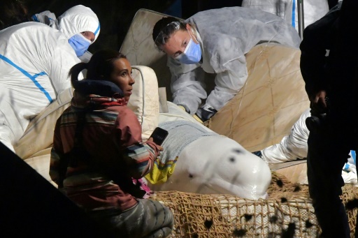 Stranded beluga whale rescued from France's Seine river