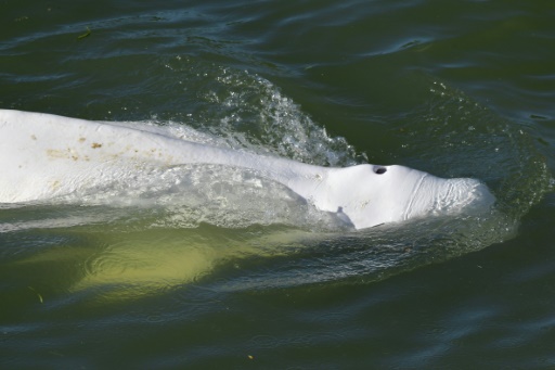 Les espoirs de sauver le béluga égaré dans la Seine s'amenuisent