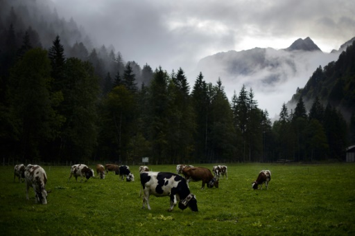 Swiss mull banning factory farms