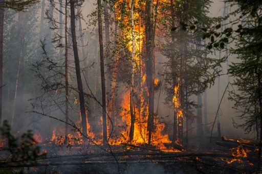 Les feux de forêt multipliés par deux dans le monde en 20 ans
