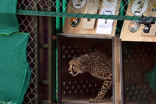 India welcomes back cheetahs, 70 years after local extinction