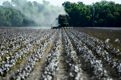 Drought decimates Texas' key cotton crop