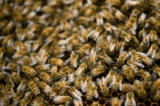 Pesticides, climat, parasites : les apiculteurs ont le bourdon