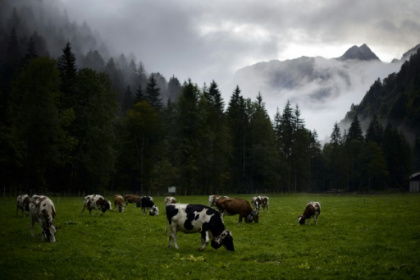 Swiss mull banning factory farms.jpg
