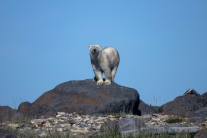 Receding ice leaves Canada's polar bears at rising risk.jpg