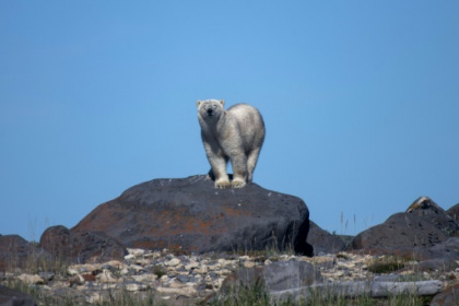 Receding ice leaves Canada's polar bears at rising risk.jpg Receding ice leaves Canada's polar bears at rising risk.jpg
